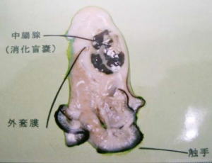 牡蠣の中腸腺｜ノロウイルス