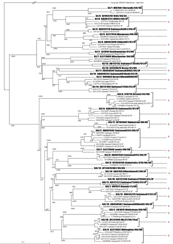 ノロウイルスの構造蛋白全領域に基づく系統樹