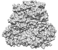 ノロウイルスの立体モデル